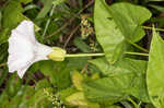 Hedge false bindweed